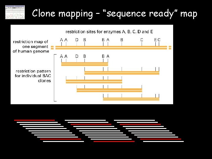 Clone mapping – “sequence ready” map 