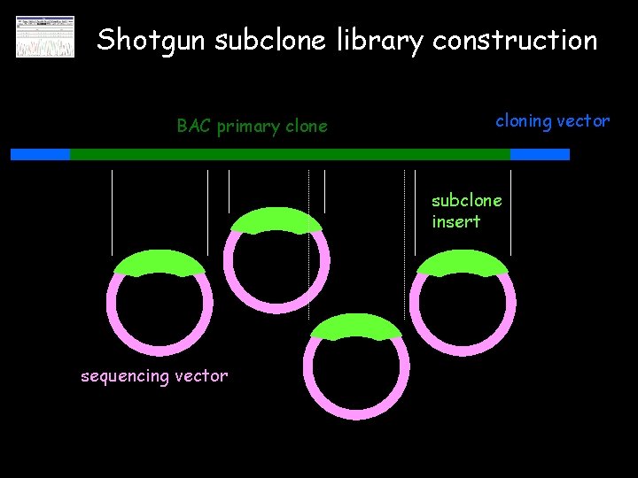 Shotgun subclone library construction BAC primary clone cloning vector subclone insert sequencing vector 