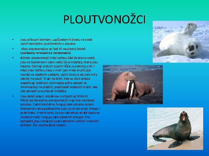PLACENTLOV PLOUTVONOCI PLOUTVONOCI Jsou Pbuzn Elmm Uzpsoben K PLACENTLOV PLOUTVONOCI PLOUTVONOCI Jsou Pbuzn Elmm Uzpsoben K