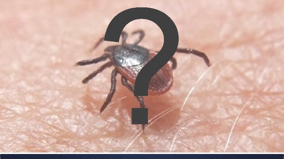? http: //www. cdc. gov/ticks/http: //www. media-group. com/images/Pacific-black-legged-tick-2. jpglife_cycle_and_hosts. html 