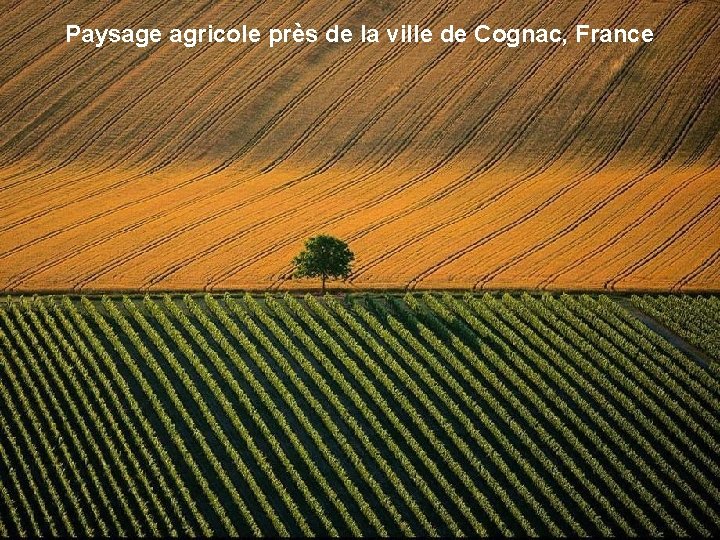 Paysage agricole près de la ville de Cognac, France 