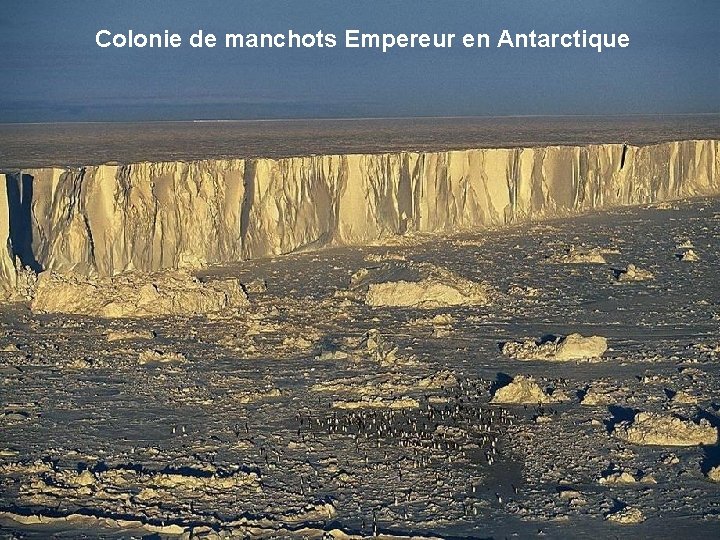 Colonie de manchots Empereur en Antarctique 