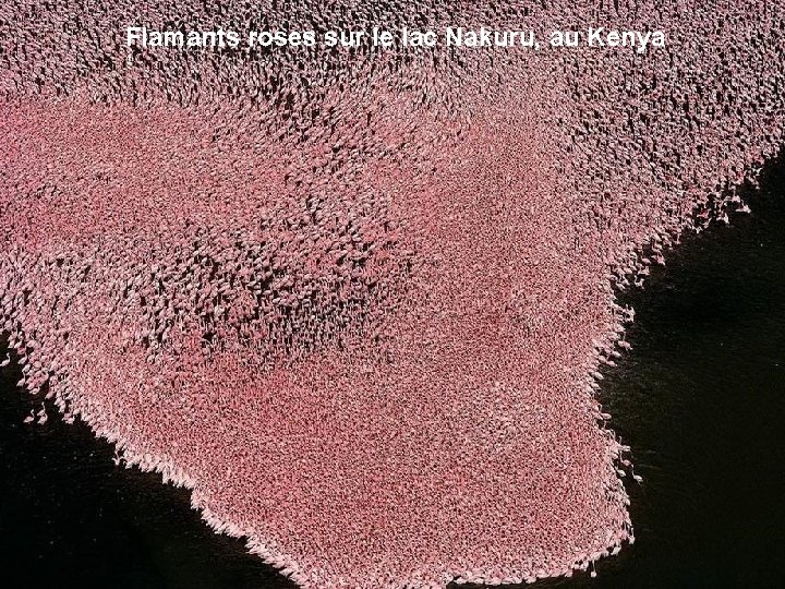 Flamants roses sur le lac Nakuru, au Kenya 