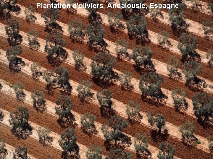 Plantation d'oliviers, Andalousie, Espagne 
