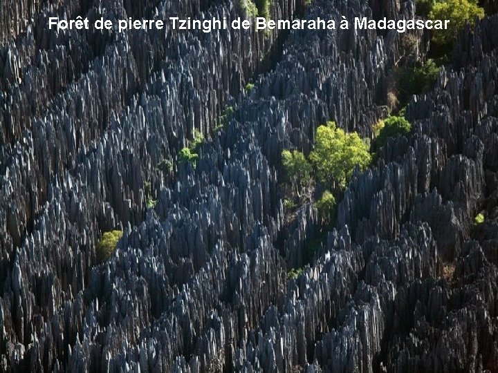Forêt de pierre Tzinghi de Bemaraha à Madagascar 