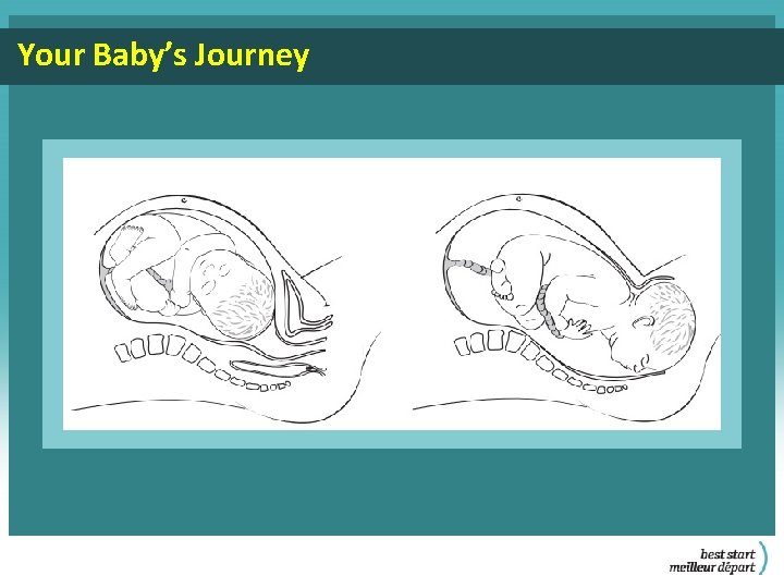 Your Baby’s Journey 