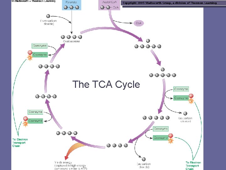 Copyright 2005 Wadsworth Group, a division of Thomson Learning The TCA Cycle 