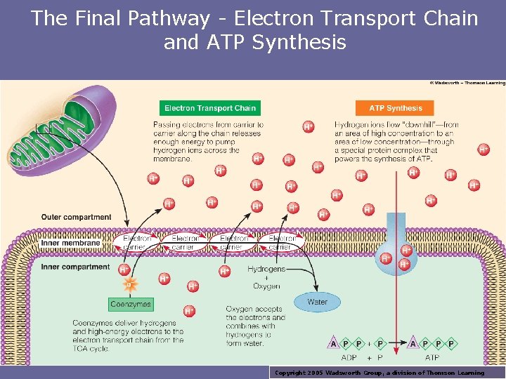 The Final Pathway - Electron Transport Chain and ATP Synthesis Copyright 2005 Wadsworth Group,