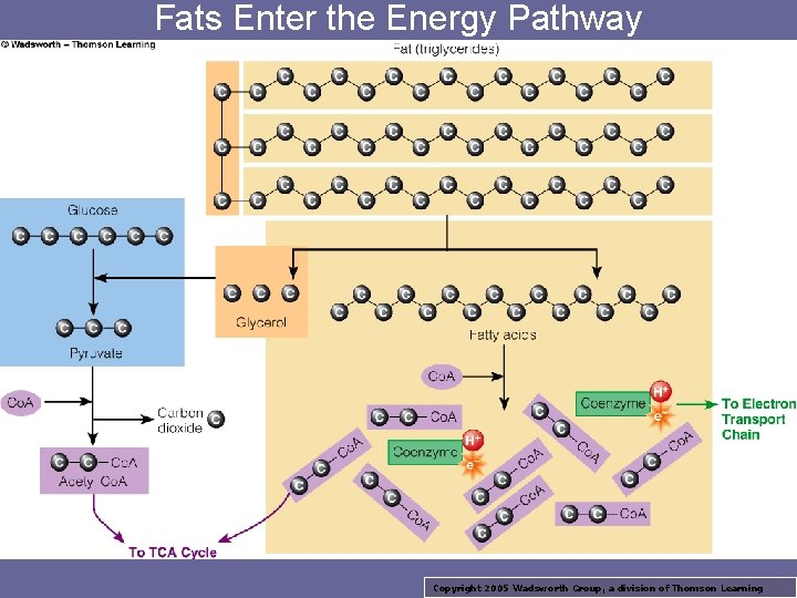 Fats Enter the Energy Pathway Copyright 2005 Wadsworth Group, a division of Thomson Learning