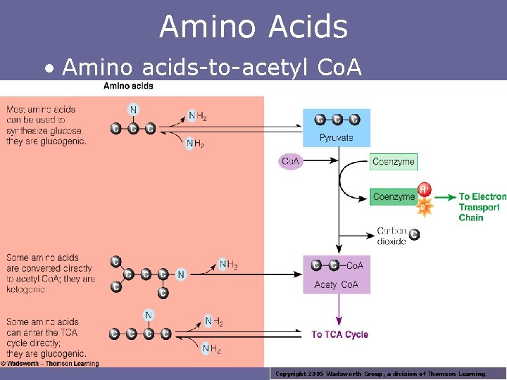Amino Acids • Amino acids-to-acetyl Co. A Copyright 2005 Wadsworth Group, a division of