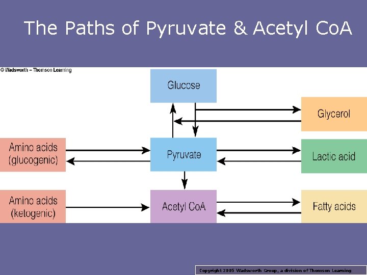 The Paths of Pyruvate & Acetyl Co. A Copyright 2005 Wadsworth Group, a division