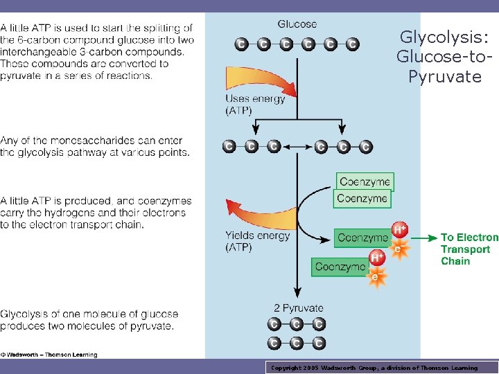 Glycolysis: Glucose-to. Pyruvate Copyright 2005 Wadsworth Group, a division of Thomson Learning 