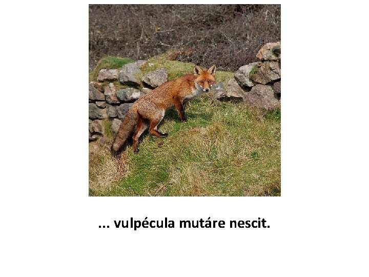 . . . vulpécula mutáre nescit. 