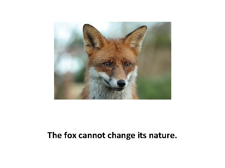 The fox cannot change its nature. 