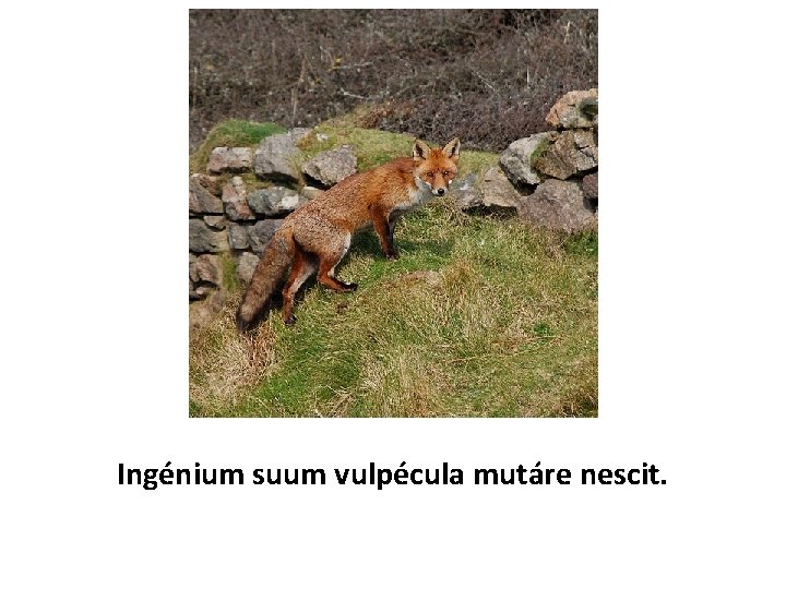 Ingénium suum vulpécula mutáre nescit. 