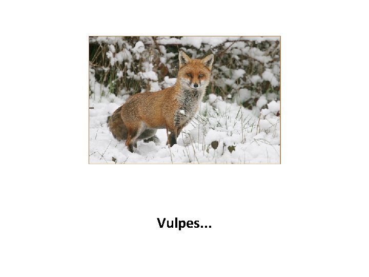 Vulpes. . . 