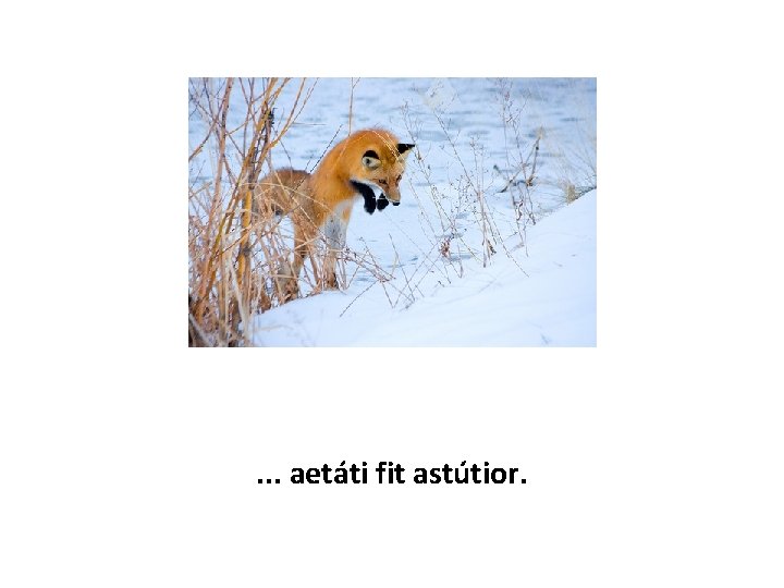 . . . aetáti fit astútior. 