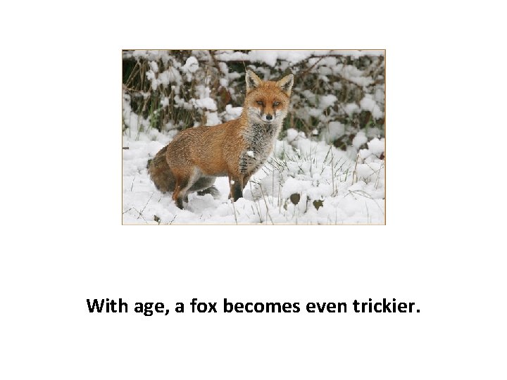 With age, a fox becomes even trickier. 