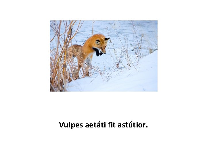 Vulpes aetáti fit astútior. 