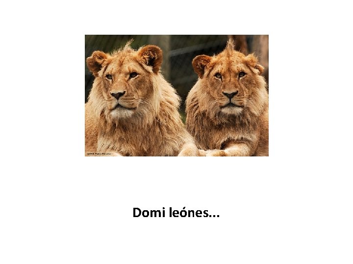 Domi leónes. . . 