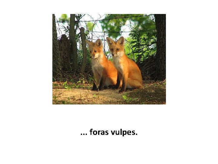 . . . foras vulpes. 