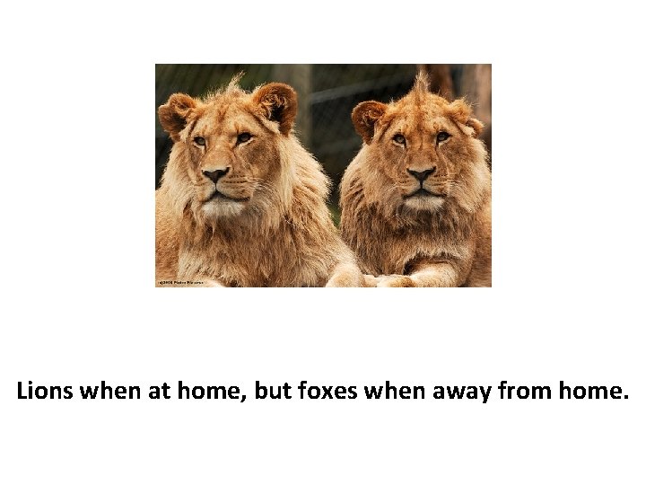 Lions when at home, but foxes when away from home. 