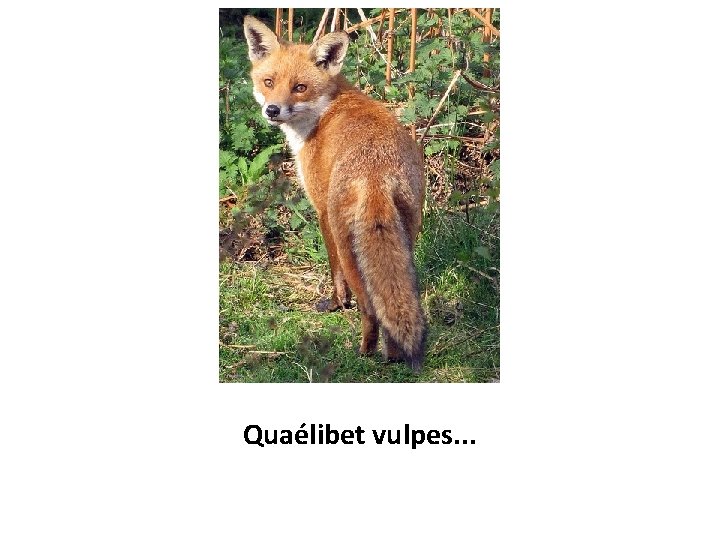 Quaélibet vulpes. . . 