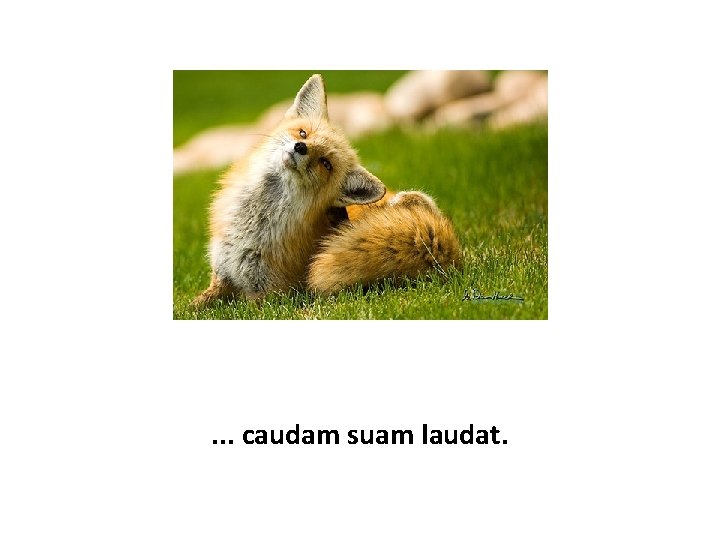 . . . caudam suam laudat. 