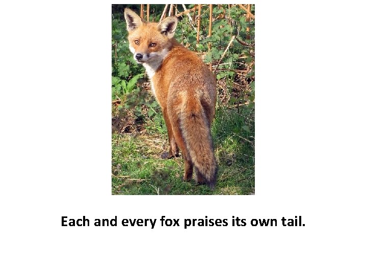 Each and every fox praises its own tail. 