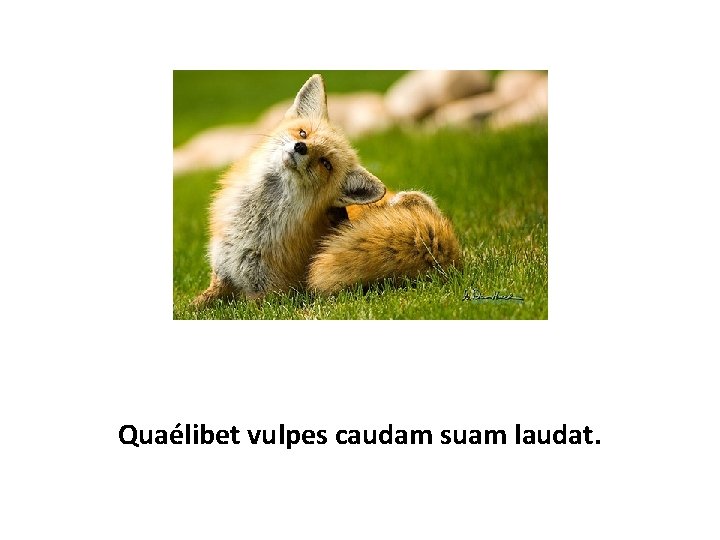 Quaélibet vulpes caudam suam laudat. 