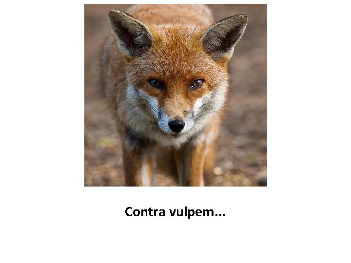 Contra vulpem. . . 