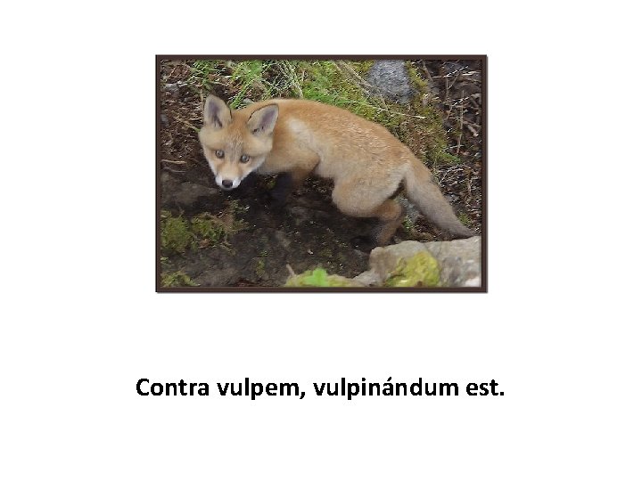 Contra vulpem, vulpinándum est. 