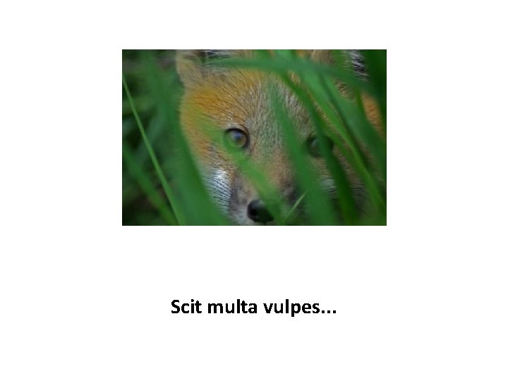 Scit multa vulpes. . . 