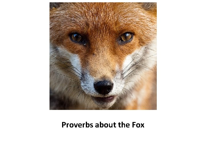 Proverbs about the Fox 