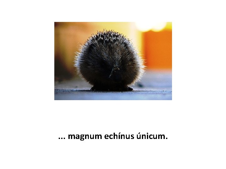 . . . magnum echínus únicum. 