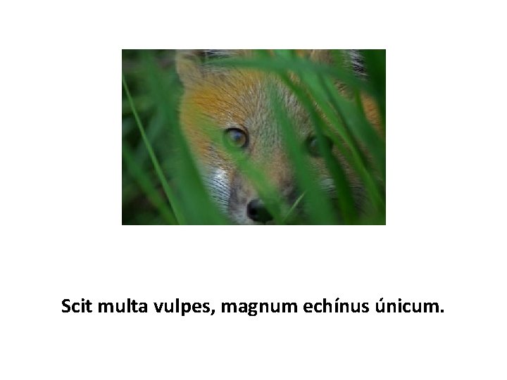 Scit multa vulpes, magnum echínus únicum. 