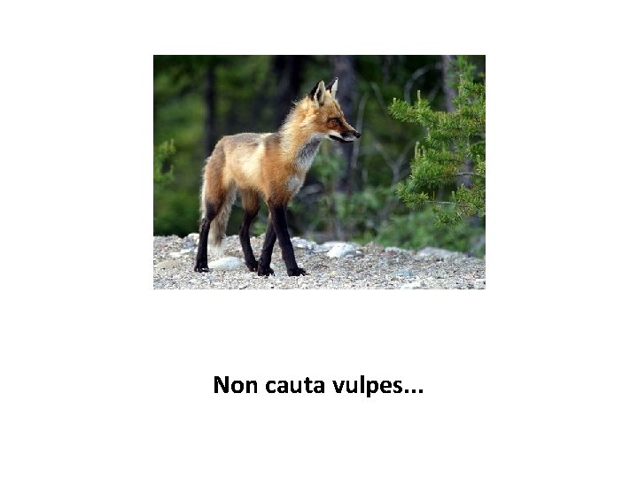 Non cauta vulpes. . . 