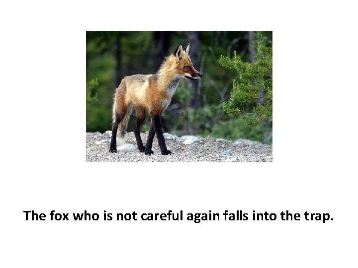 The fox who is not careful again falls into the trap. 