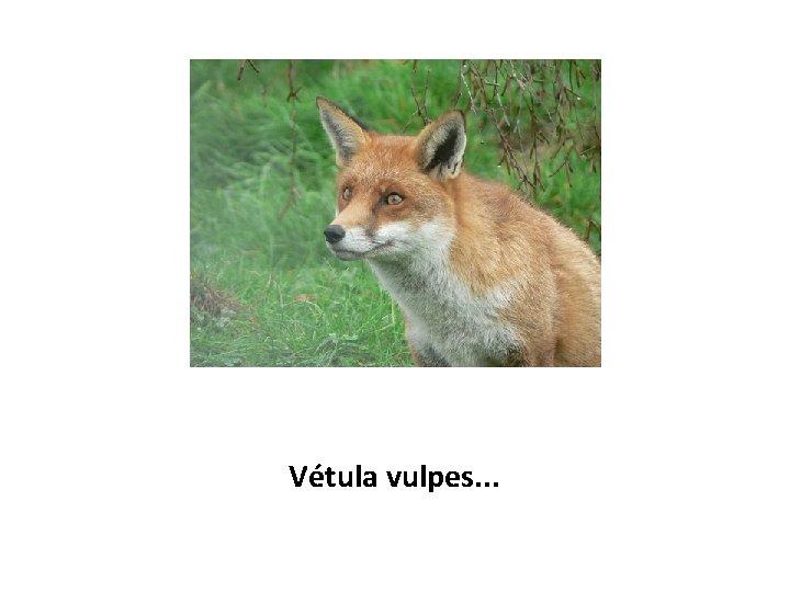 Vétula vulpes. . . 