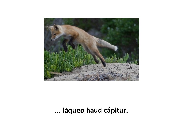 . . . láqueo haud cápitur. 