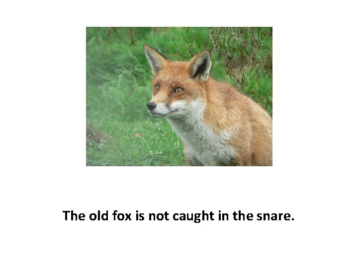 The old fox is not caught in the snare. 