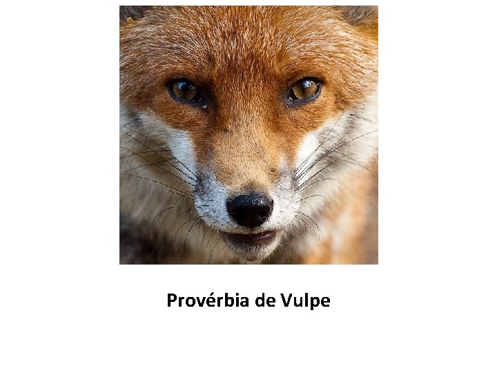 Provérbia de Vulpe 