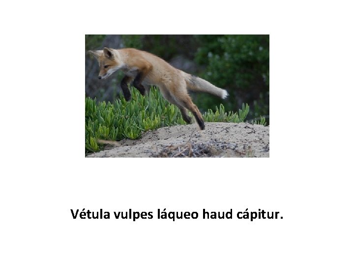 Vétula vulpes láqueo haud cápitur. 