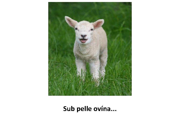 Sub pelle ovína. . . 