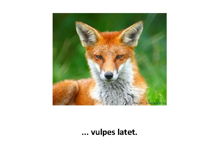 . . . vulpes latet. 
