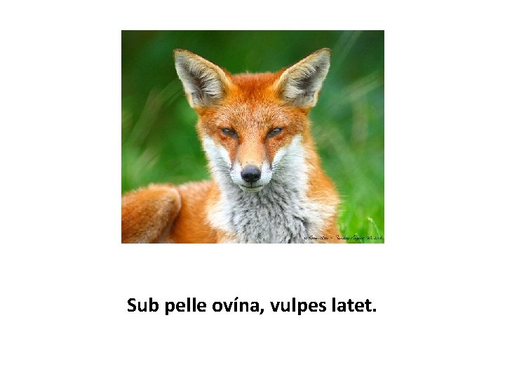 Sub pelle ovína, vulpes latet. 