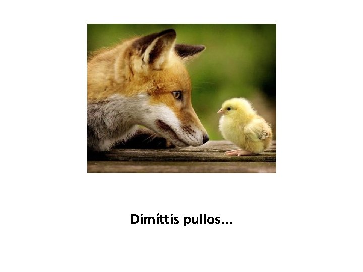 Dimíttis pullos. . . 