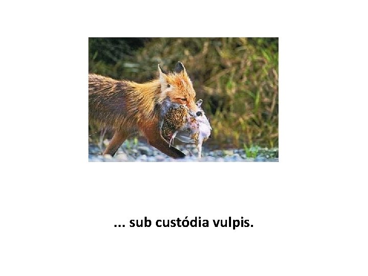 . . . sub custódia vulpis. 