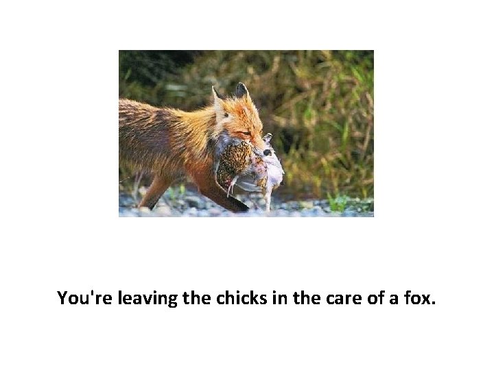 You're leaving the chicks in the care of a fox. 
