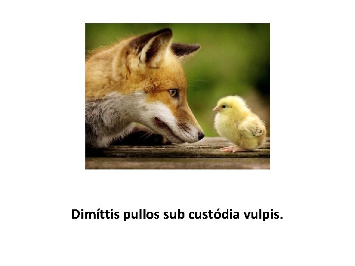 Dimíttis pullos sub custódia vulpis. 